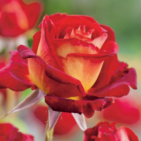 Róża wielkokwiatowa Bicolette