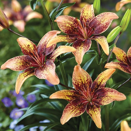 Lilia azjatycka Tribal Dance