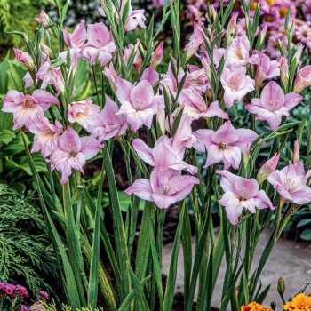 Mieczyk karłowy Charming Lady