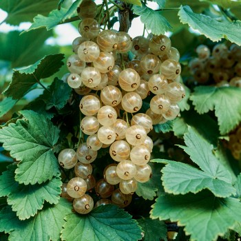 Porzeczka Wersalska Biała