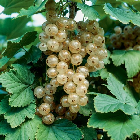 Porzeczka Wersalska Biała