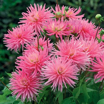 Dalia kaktusowa Park Princess