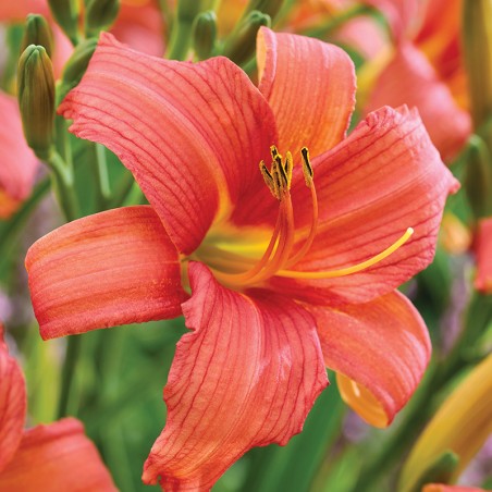 Liliowiec Pink Damask