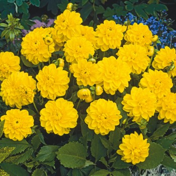 Dalia dekoracyjna Sisa