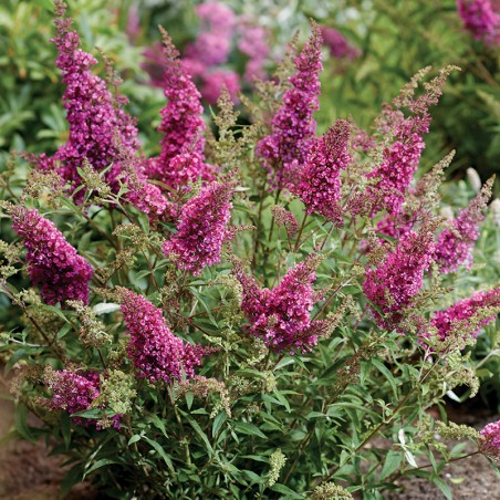 Budleja Octopus Magenta PBR