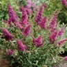 Budleja Octopus Magenta PBR