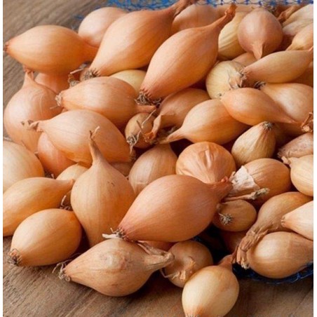 Cebula dymka odmiana Efekt(roz.15-21 mm) 0,5kg