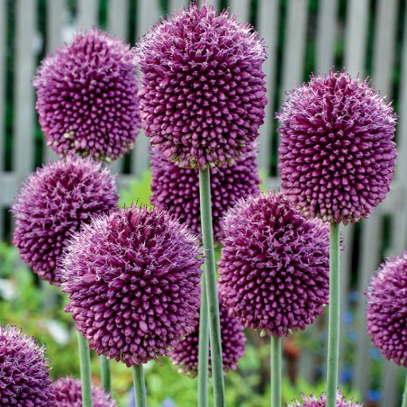 Czosnek główkowaty