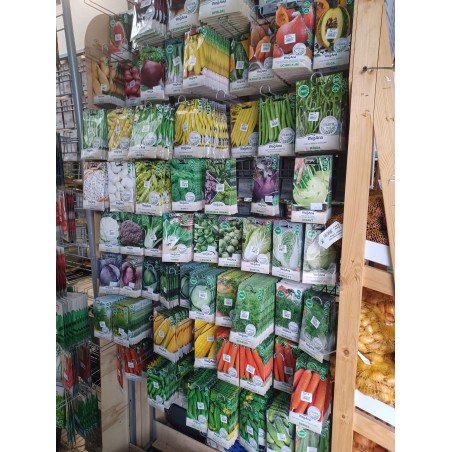 Nasiona warzyw, kwiatów i ziół