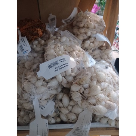 Cebula dymka najlepsze odmiany