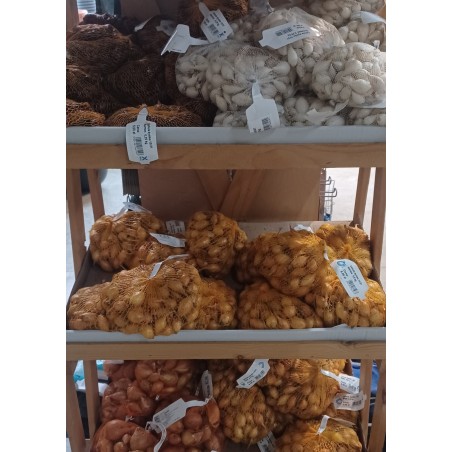 Cebula dymka najlepsze odmiany