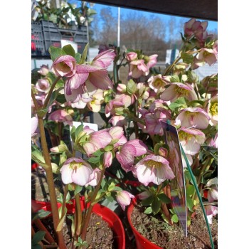 Ciemiernik  w odmianach  C7,5