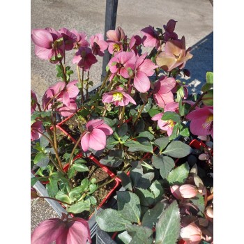 Ciemiernik  w odmianach  C2