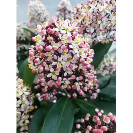 Skimia japońska Rubella