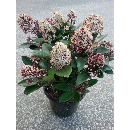 Skimia japońska Rubella