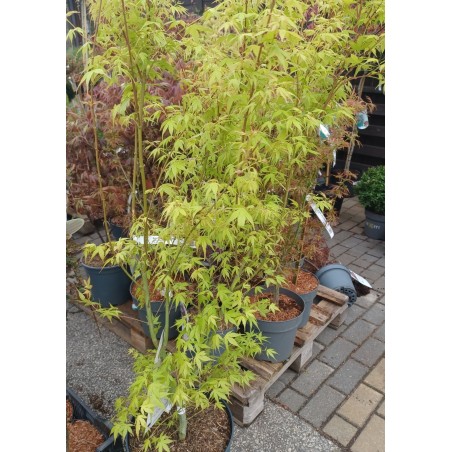 Klon palmowy Katsura