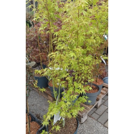 Klon palmowy Katsura