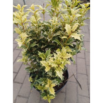 Osmanthus heterophyllus...