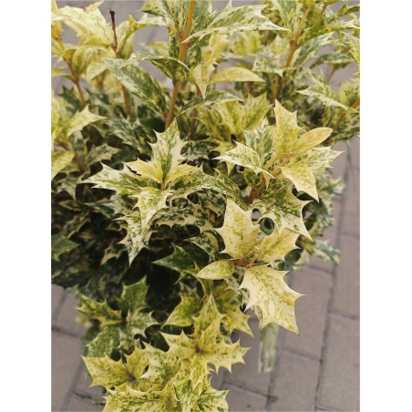Osmanthus heterophyllus Goshiki 40/50 cm