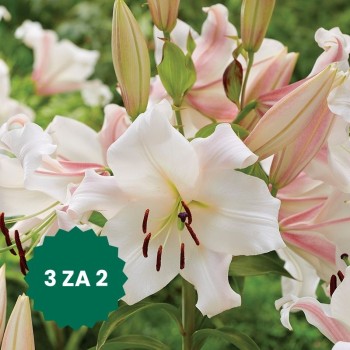 Zestaw 3 w cenie 2: Lilia...