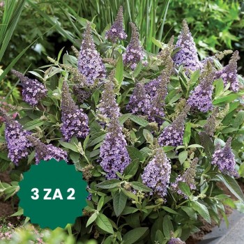 Zestaw 3 w cenie 2: Budleja...