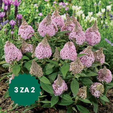 Zestaw 3 w cenie 2: Budleja Little Rockstars ® Pink