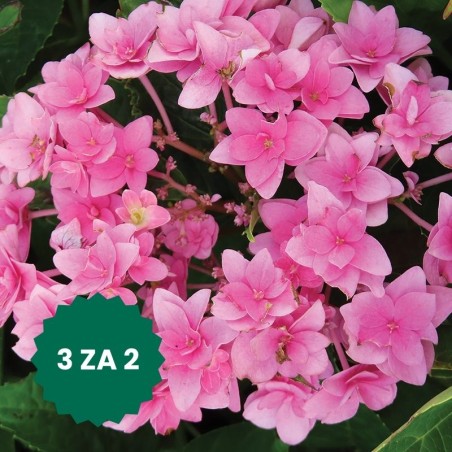 Zestaw 3 w cenie 2: Hortensja ogrodowa Double Pink Love PBR