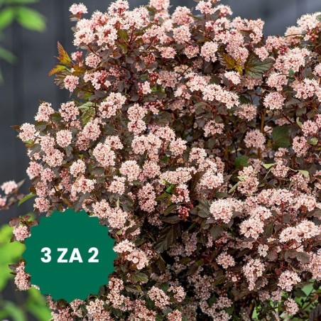 Zestaw 3 w cenie 2: Pęcherznica kalinolistna Little Joker®