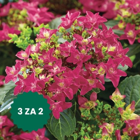 Zestaw 3 w cenie 2: Hortensja ogrodowa Francy Hot Pink®