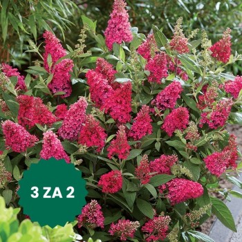 Zestaw 3 w cenie 2: Budleja...