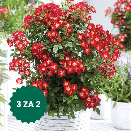 Zestaw 3 w cenie 2: Róża rabatowa Everglow Ruby®