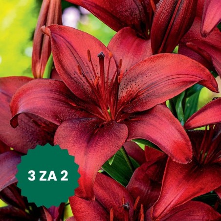 Zestaw 3 w cenie 2: Lilia azjatycka Malbec