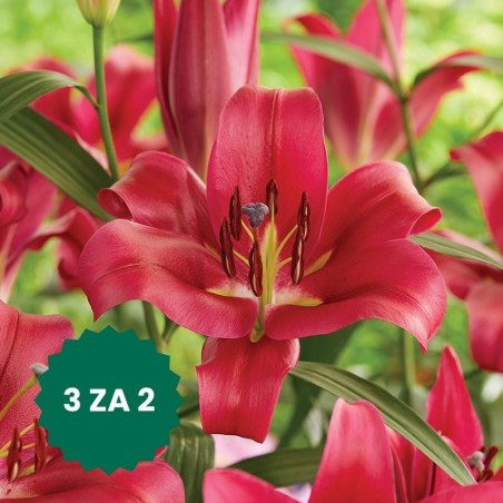 Zestaw 3 w cenie 2: Lilia drzewiasta Red Desire