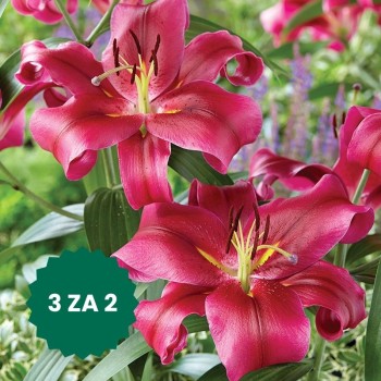 Zestaw 3 w cenie 2: Lilia...