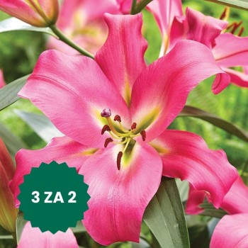 Zestaw 3 w cenie 2: Lilia...