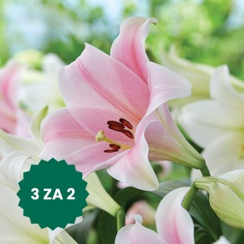 Zestaw 3 w cenie 2: Lilia...