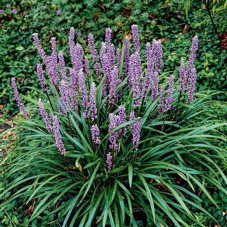 Liriope szafirkowata