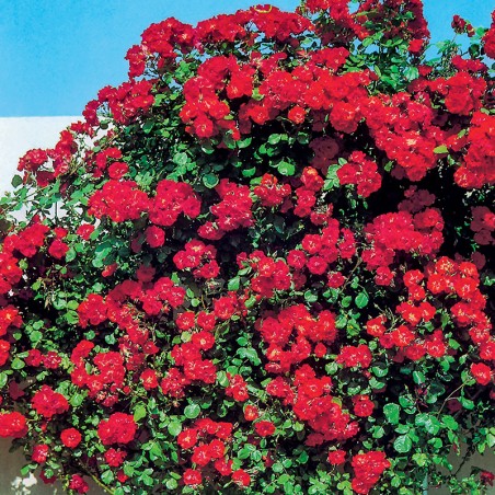 Róża pnąca Paul’s Scarlet Climber