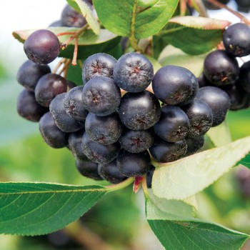 Aronia Galicjanka