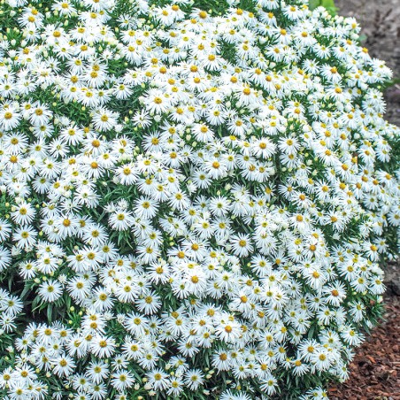 Aster krzaczasty biały