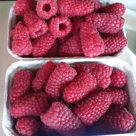 Malina letnia Przehyba®