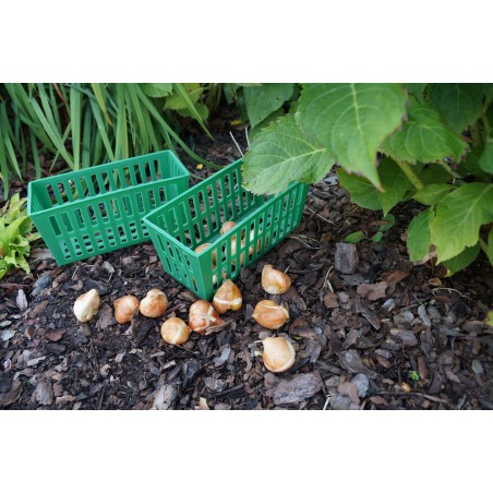 Koszyk do sadzenia cebul: prostokątny