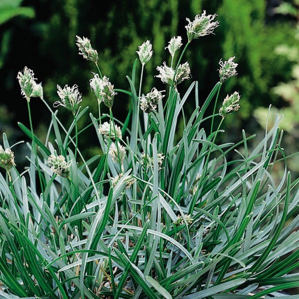 Sesleria Sesleria
