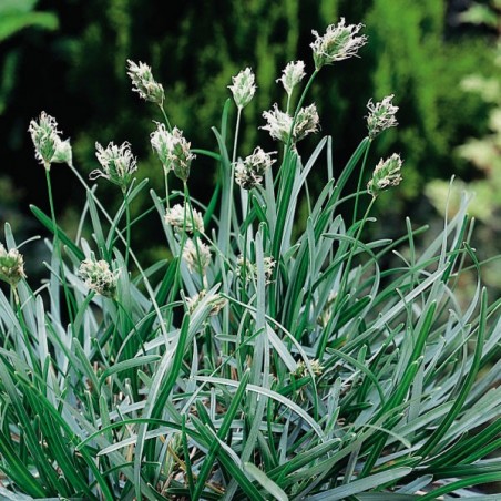 Sesleria