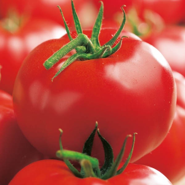 Pomidor pod osłony Baron F1
