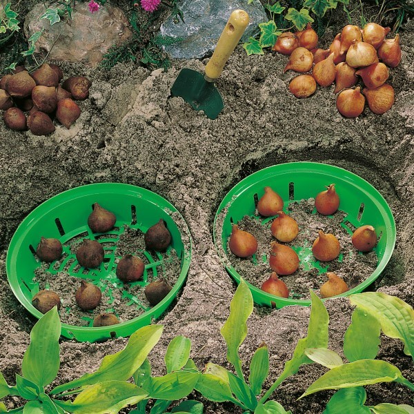 Koszyk do sadzenia cebul: duży