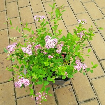 Tawuła japońska Little Princess