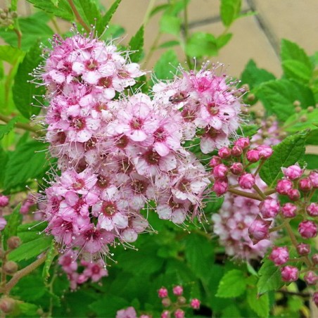 Tawuła japońska Little Princess