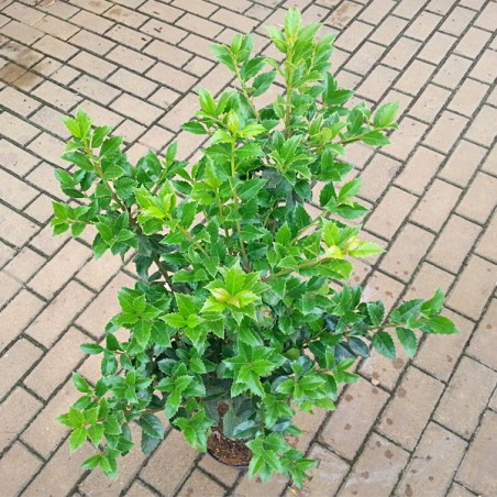 Ostrokrzew Meservy Hackenfee