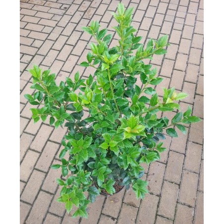 Ostrokrzew Meservy Hackenfee